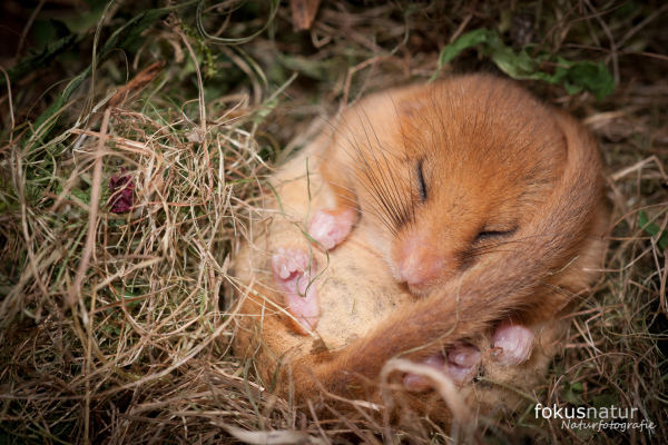 Haselmaus im Winterschlaf auf trockenem Laub zusammengekuschelt.