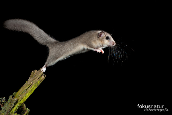 Siebenschläfer (Glis glis)