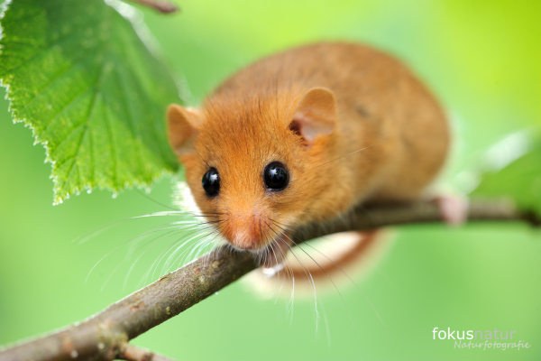 Haselmaus sitzt auf einem Zweig vor einem grünlichen Hintergrund.