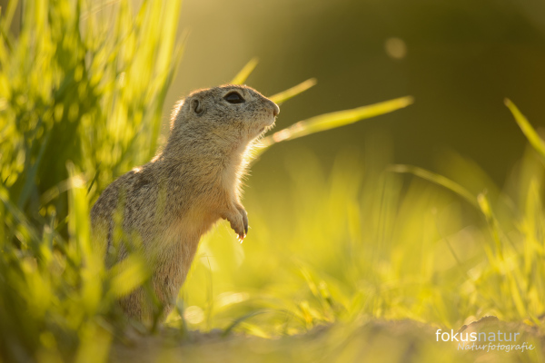 Ein Ziesel steht im Gras, beleuchtet von Sonnenlicht im Hintergrund.