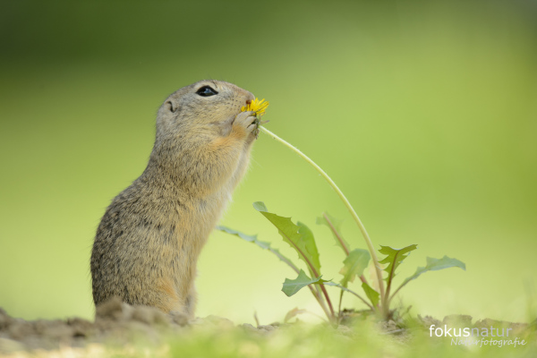 Ziesel frisst einen Löwenzahn