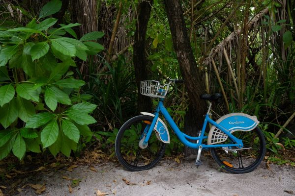 Ein blaues Fahrrad steht im dichten Mangrovenwald neben grünen Blättern.