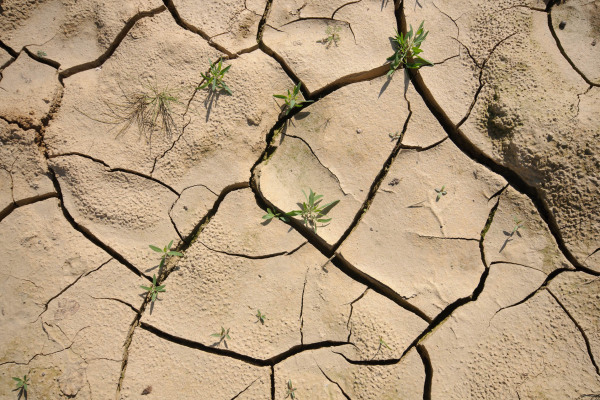 Rissiger, trockener Boden mit spärlichen Pflanzen in arider Umgebung