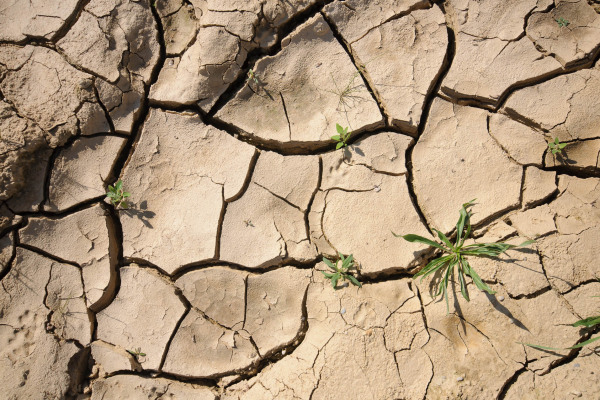 Trockener, rissiger Boden mit vereinzeltem Graswachstum.