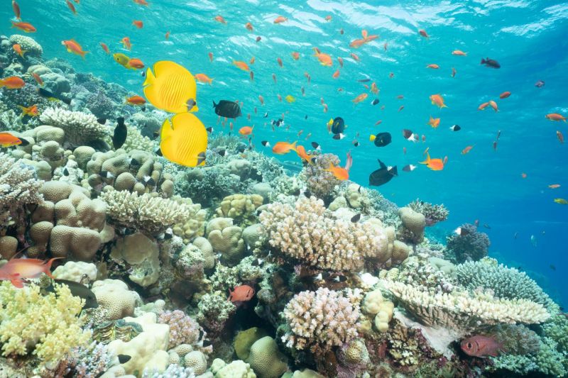 Korallenriff mit bunten Rifffischen im Roten Meer, Unterwasseraufnahme