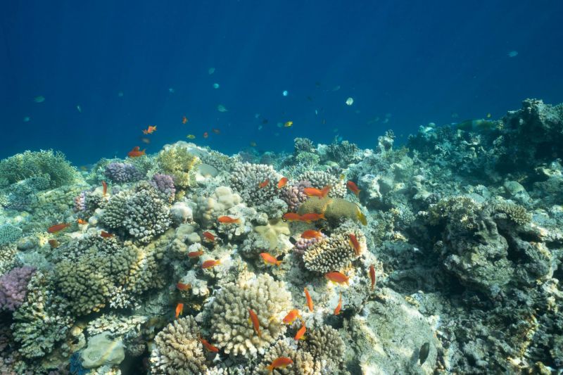 Buntes Korallenriff im Roten Meer mit verschiedenen Rifffischen.