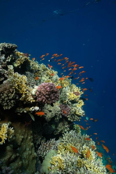 Lebendiges Korallenriff im Roten Meer mit bunten Fischen.