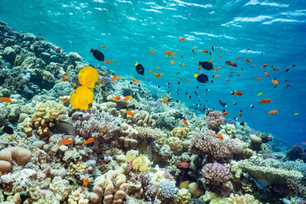 Lebendiges Korallenriff im Roten Meer mit gelben Fischen.