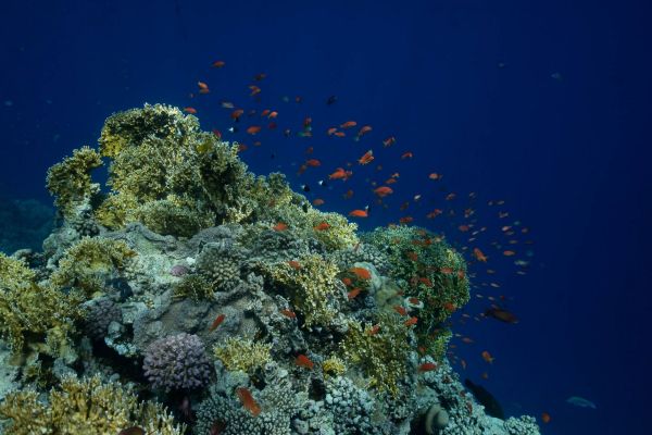 Korallenriff im Roten Meer mit bunten Fischen in klarem Wasser.