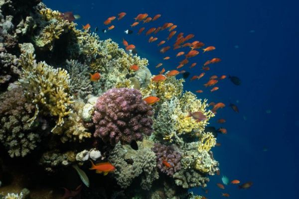 Lebendiges Korallenriff im Roten Meer mit bunten Fischen.