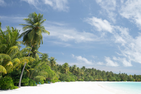 Ein tropischer Strand mit Palmen, weißem Sand und türkisfarbenem Meer auf den Malediven.