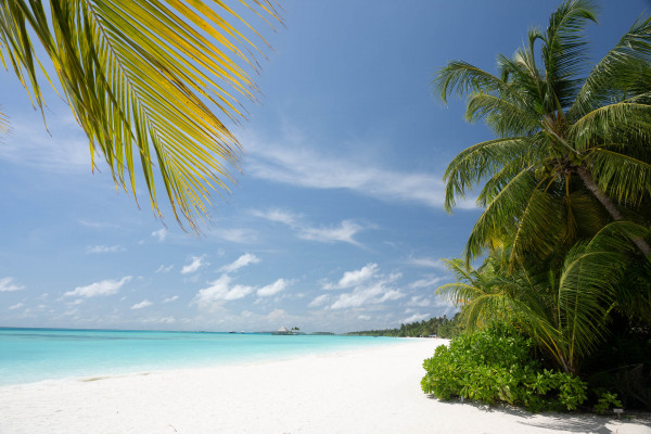 Tropischer Strand mit Palmen und türkisfarbenem Wasser auf den Malediven.