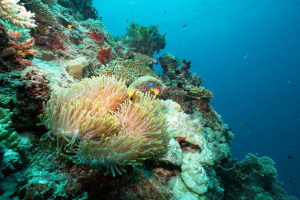 Buntes Korallenriff mit Anemonen und einem Anemonenfisch als Bewohner.