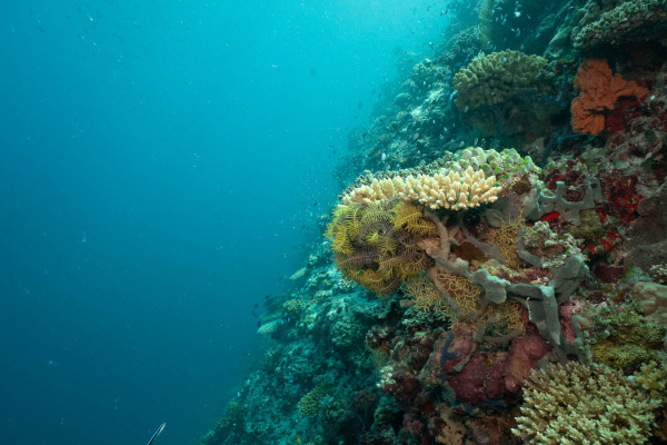 Vielfältiges Korallenriff in tropischen Gewässern mit zahlreichen Korallenarten