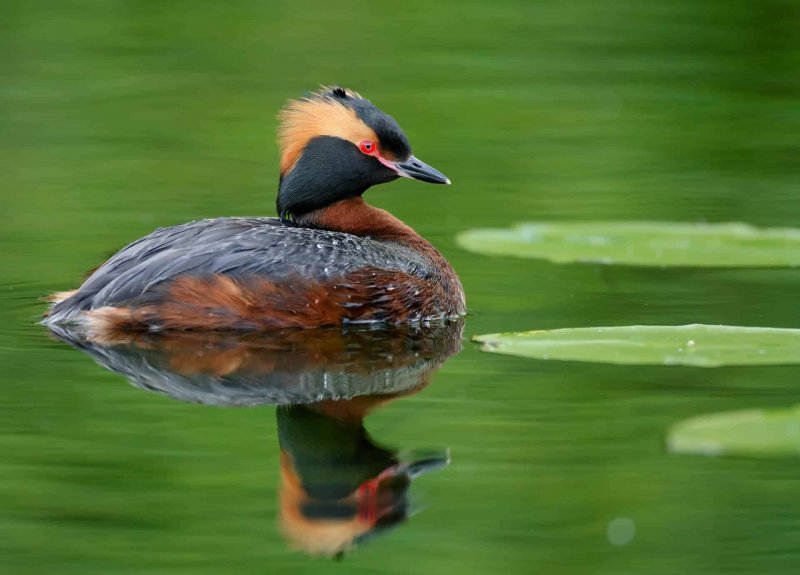 Ohrentaucher (Podiceps auritus)