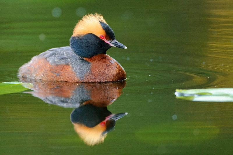 Ohrentaucher (Podiceps auritus)