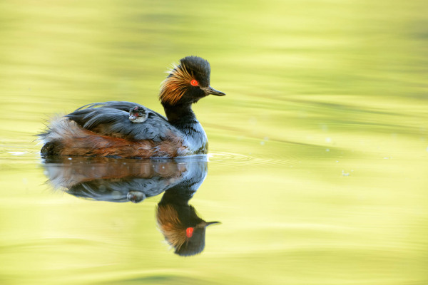 Schwarzhalstaucher mit Küken auf Rücken schwimmt auf ruhigem Wasser
