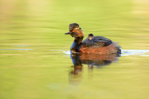 Schwarzhalstaucher mit Küken auf ruhigem Wasser schwimmend