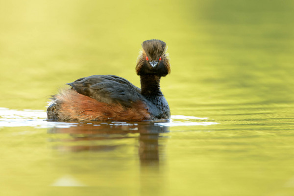 Schwarzhalstaucher mit schwarzem Gefieder und roten Augen auf Wasser