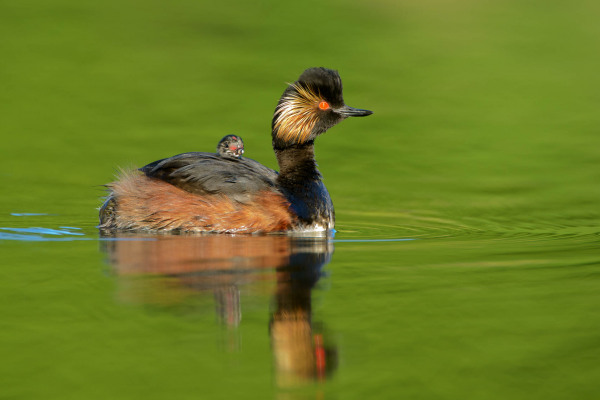 Ein Schwarzhalstaucher trägt ein Küken auf dem Rücken und schwimmt im Wasser.