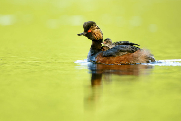 Schwarzhalstaucher mit Küken auf dem Rücken schwimmend.