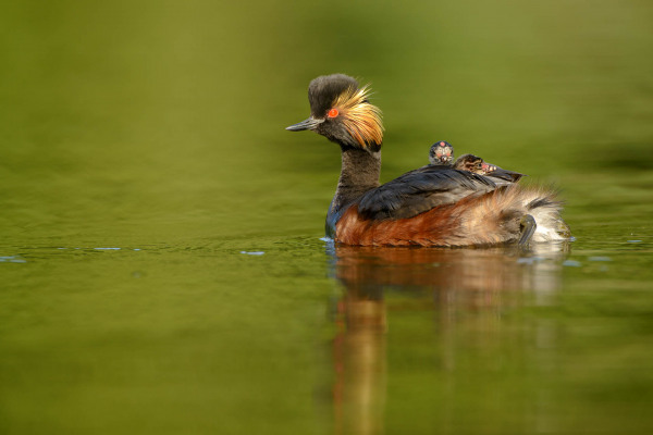Schwarzhalstaucher mit Küken auf dem Rücken im Wasser.