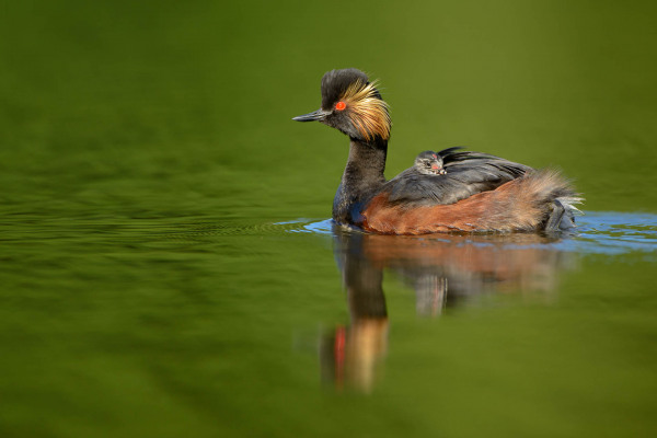Ein Schwarzhalstaucher schwimmt mit einem Küken auf dem Rücken durch grünes Wasser.