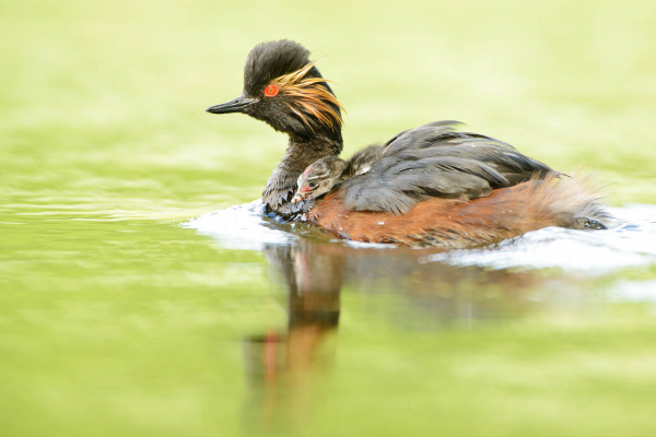 Schwarzhalstaucher schwimmt mit Küken auf grünem Wasser.