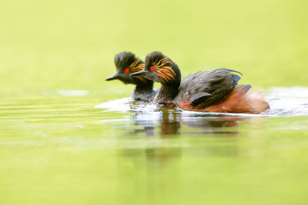 Zwei Schwarzhalstaucher schwimmen auf einem ruhigen Gewässer.
