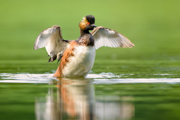 Schwarzhalstaucher im Wasser mit ausgebreiteten Flügeln.