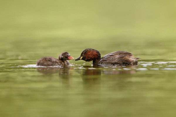 Zwergtaucher mit Küken schwimmen gemeinsam auf dem Wasser.