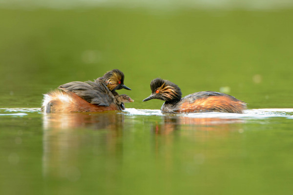 Schwarzhalstaucher mit Küken schwimmt auf ruhigem Wasser.