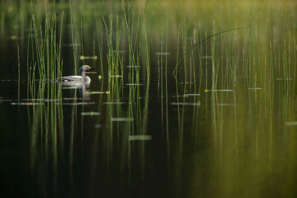 Prachttaucher schwimmt in einem ruhigen, pflanzenreichen Gewässer.