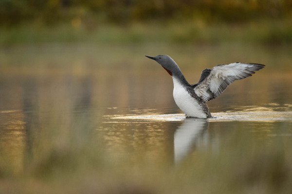 Ein Sterntaucher breitet Flügel im flachen Wasser aus.