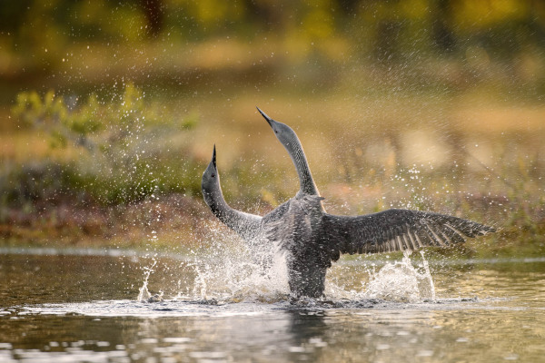 Zwei Sterntaucher bei einem Balzritual im Wasser mit ausgebreiteten Flügeln.