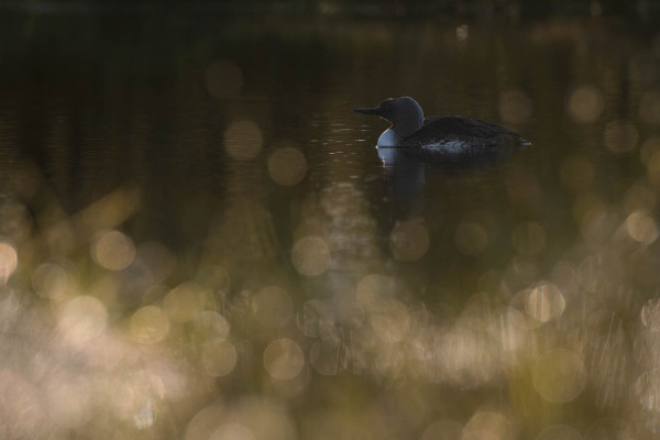 Sterntaucher schwimmt in einem Gewässer, umgeben von Lichtreflexen.