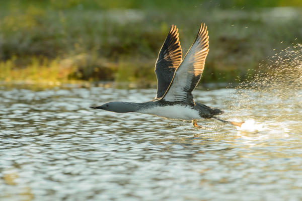Sterntaucher fliegt knapp über das Wasser mit gespreizten Flügeln.