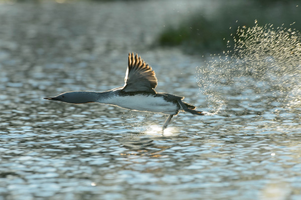Sterntaucher mit ausgebreiteten Flügeln über Wasseroberfläche in Bewegung