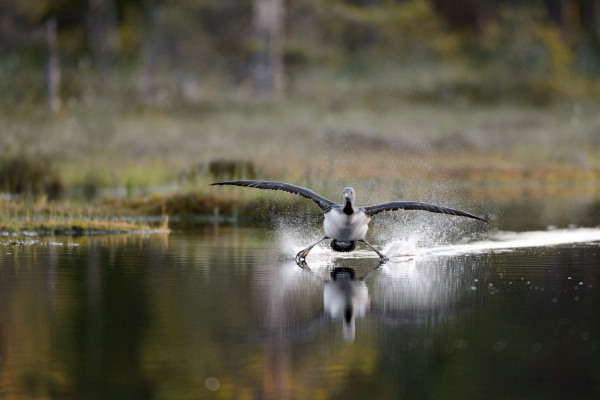 Sterntaucher, Gavia stellata, fliegt knapp über ruhigem Gewässer.