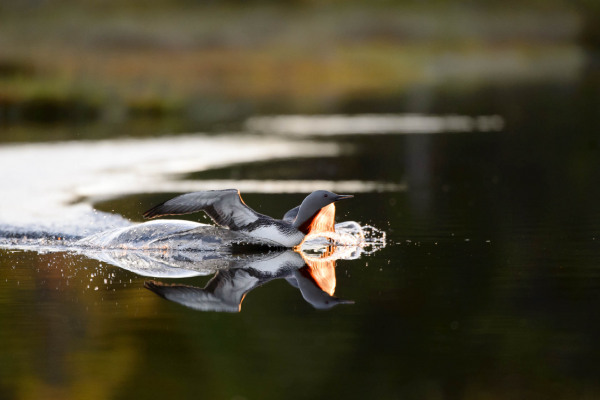 Sterntaucher gleitet elegant über die Wasseroberfläche auf Nahrungssuche.