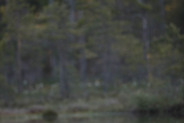 Sterntaucher teilweise verdeckt in moorartiger Umgebung.