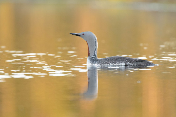Sterntaucher schwimmt auf ruhig spiegelndem Gewässer.
