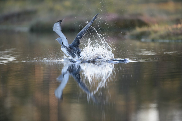 Ein Sterntaucher taucht dynamisch aus dem Wasser auf und spritzt dabei Wasser auf.