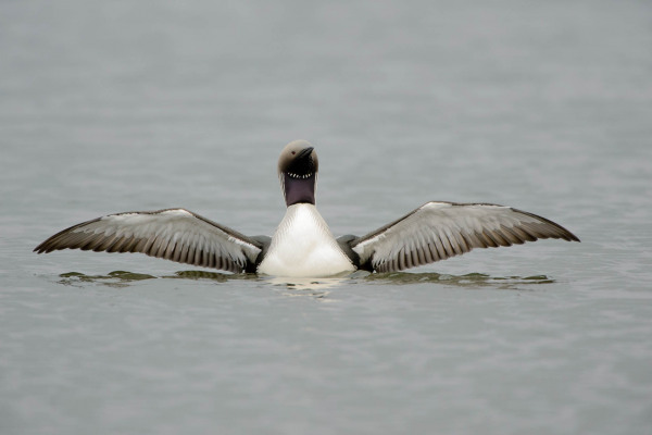 Prachttaucher mit ausgebreiteten Flügeln auf ruhiger Wasseroberfläche.