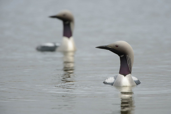Zwei Prachttaucher schwimmen im ruhigen Wasser eines nördlichen Sees.