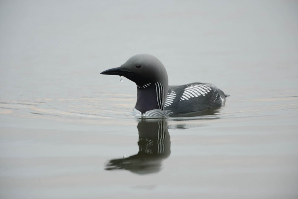 Prachttaucher schwimmt ruhig im Wasser mit geflecktem Gefieder.
