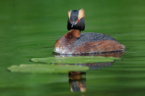 Ein bunter Ohrentaucher schwimmt in grünem Wasser mit Spiegelung.
