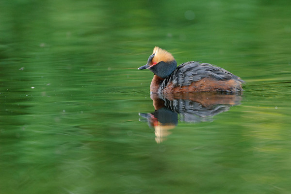 Ohrentaucher mit markantem Federkleid schwimmt auf grünem Wasser.