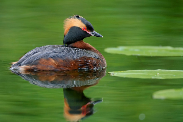 Ohrentaucher mit auffälliger Federhaube im ruhigen Wasser schwimmend