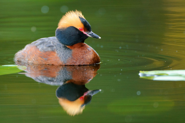Ein Ohrentaucher mit auffälligen Ohrbüscheln schwimmt im ruhigen Wasser.